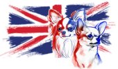 Page heading image, British Chihuahua Club logo: Union Jack with heads of long- and smoothcoat chihuahuas